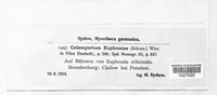 Coleosporium tussilaginis image